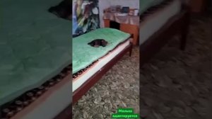 Малыш первый день дома после грязной улицы и одиночества.