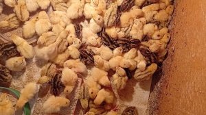 Перепелятам второй день или окончен ли вылуп?