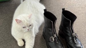 Коты в стиле "не идёт тебе этот цвет"