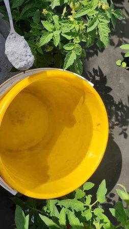 1 Ложка на ведро воды и томаты, перцы, огурцы начнут гнать завязь, дадут урожай ведрами