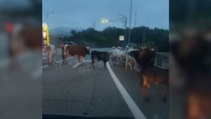 Коровы спровоцировали пробку на трассе в Сочи