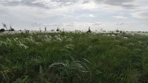 КОВЫЛЬ ПОЛЕВОЙ