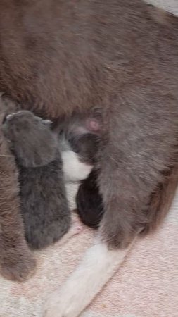 Котята на даче