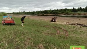 Распиливаю деревья на дрова после половодье оставшиеся на пляже.