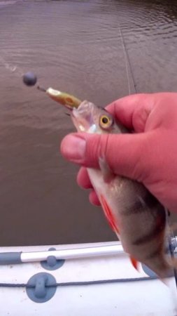 ТАКИХ НЕ БЕРЕМ! #shorts #рыбалка #fishing #рыба #fish #эдвардкосичка  #природа #nature #отдых #rest