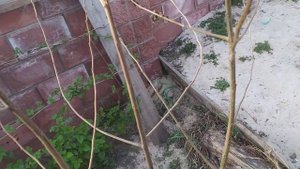 Негативный опыт выращивания ХУРМЫ в Беларуси