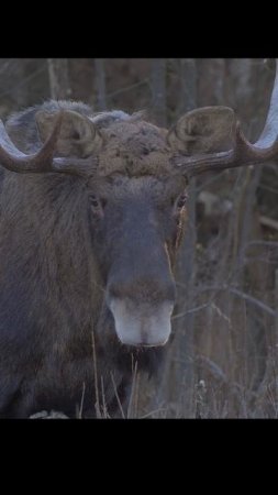 Лось морозным утром. Moose on a frosty morning. #wildlife #shorts