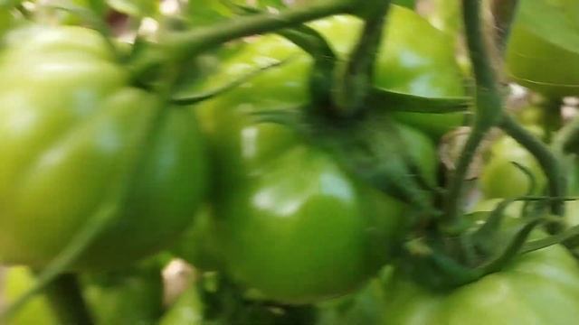 Томат Бычье сердце розовое. г. Киров. Ватсап, Вайбер т. 8 смотреть онлайн