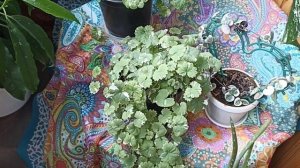 Релакс ☘️☘️☘️