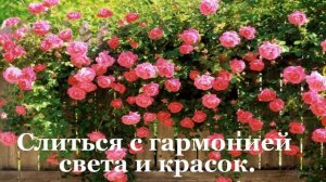 В МИРЕ ЦВЕТОВ.