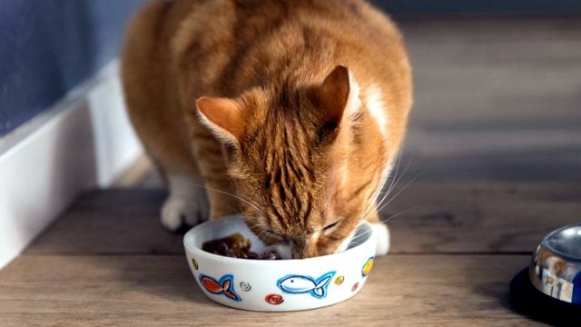 Сколько раз в день нужно кормить кошку смотреть онлайн