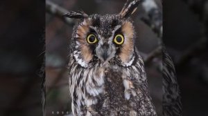 Ушастую сову🦉 легко узнать по ее очаровательным «ушным» пучкам на голове. На самом деле, это не ...