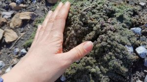 Тимьян ранний Минор #альпийскаягорка #питомниктамбов