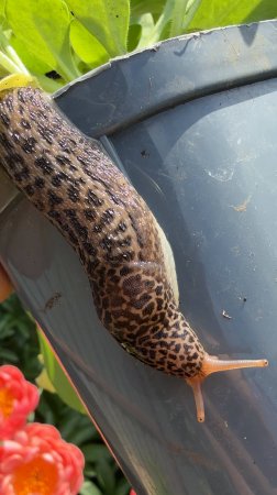 Красавцы - леопардовые слизни 🐌