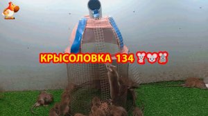 Крысоловка вариант (134) 🐀 Как сделать крысоловку своими руками и поймать кучу крыс 🐀🐁🐀