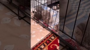 На передержку отвезли котят с вокзала.