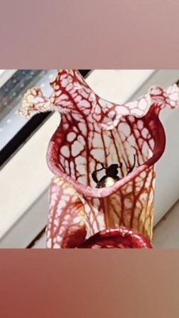 Саррацения Ням ям🕷️😋