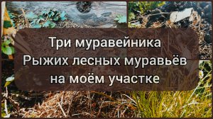 Три муравейника рыжих лесных муравьёв на моём участке