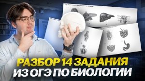 Полный разбор 14 задания в ОГЭ по биологии: все типы | Биология ОГЭ | Умскул