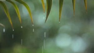 Звуки дождя, расслабляющая музыка, музыка для медитации и сна.