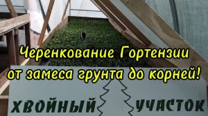 🌿Черенкование Метельчатой Гортензии от замеса грунта до корней результат 100%🌿
