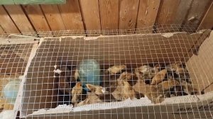 строим клетки их хлама. содержание кур и цыплят на нашей ферме