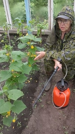 Помните чахлые огурчики?