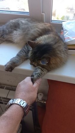 Доброе утро, мяу!