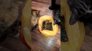 Ты первая! Нет - ты! Кошки впервые увидели раков, немного струхнули и не поняли что с ними делать!