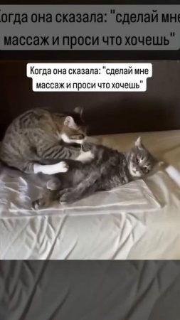 🐾 Когда котик умеет делать массаж! 😺