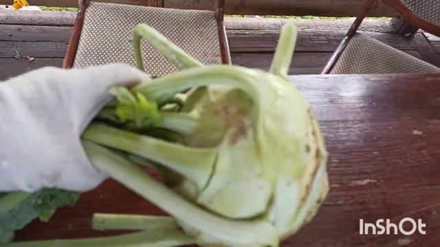 Влог выходного дня (урожай капусты, огурцы, хлопоты по смотреть онлайн