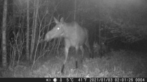 Пришла лосиха с ласятами