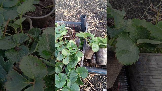 Важно! При выборе рассады клубники, на что обращать вн? смотреть онлайн