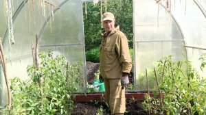 Как правильно Пасынковать 🍅🍅🍅 помидоры 
Смотрите и слушайте.#помидоры