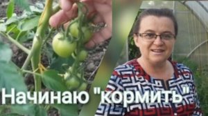 Подкормки томатов в период цветения и налива плодов