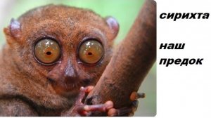 2-4   Локомоции организмов  Почва  Твердь  многоножки  сирихта