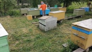 Пасека на Сотке - Деление на пол-лёта всех семей в ульях-лежаках Владимирских. Одна - подробно.