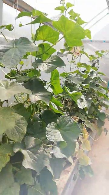 Теплица из сотового поликарбоната Актуаль в Актобе смотреть онлайн