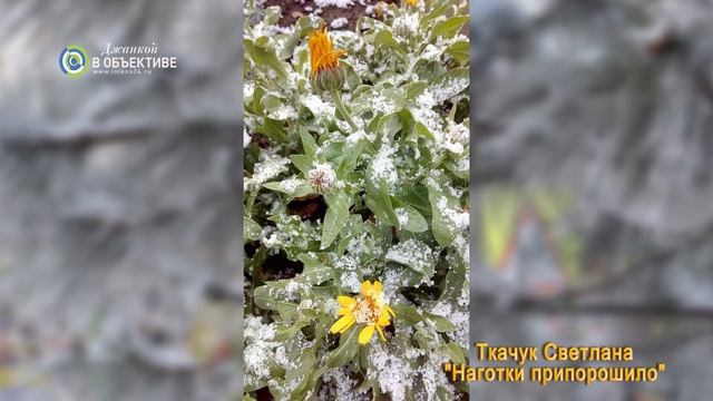 "Ах, эта крымская зима". Фотовыставка. Джанкой 2022