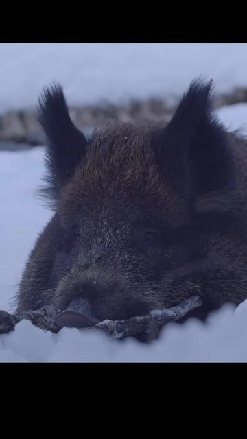Кабан отдыхает.Wild boar resting. #wildlife #shots #nature