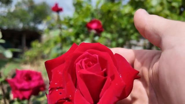 РЕМОНТ УБИТОГО ДОМА СВОИМИ РУКАМИ, ПРЕОБРАЖАЮ ПОМЕСТЬЕ