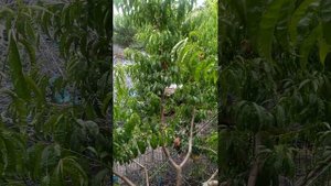 персик Ред-хевен!