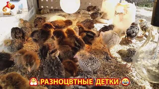Цыплята и утята милые пушистики растут на радость хозяину (20)