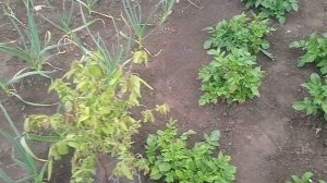 Дача, красивая  и цена хорошая...Бердянск Запорожская