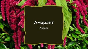 #Аврора #гадание Амарант