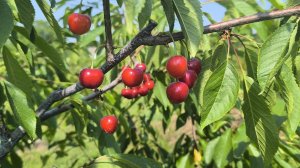 Чудо вишня в нашем саду