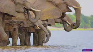 2.1 Дикая Ботсвана.   Удивительный мир животных Южной Африки - Эпизод 2