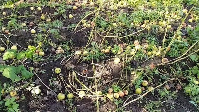 Приїхав в село Нікому непотрібні груші валялись на зе? смотреть онлайн