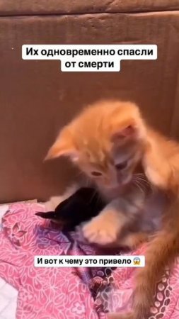 Спасли котенка с воробушком