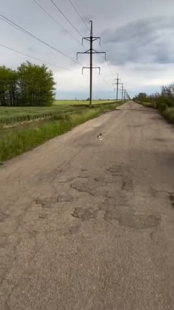 Заяц уходи от погони 🚔🐇